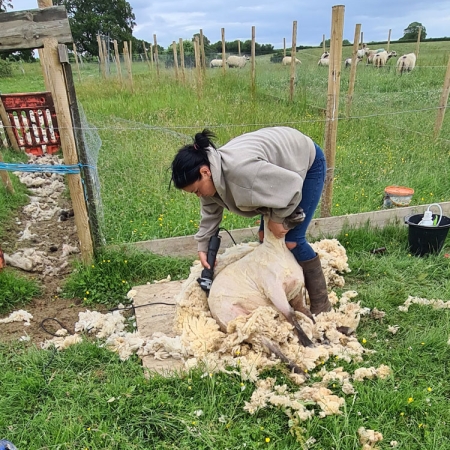 Shearing the sheep