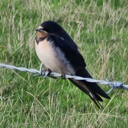 A swallow sitting on the fence