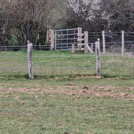 Wheatear birds sitting on the fence